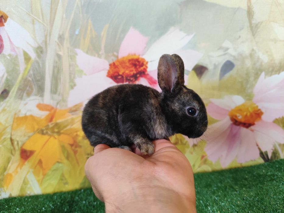 PIĘKNY Mini Rex królik miniaturka karzełek