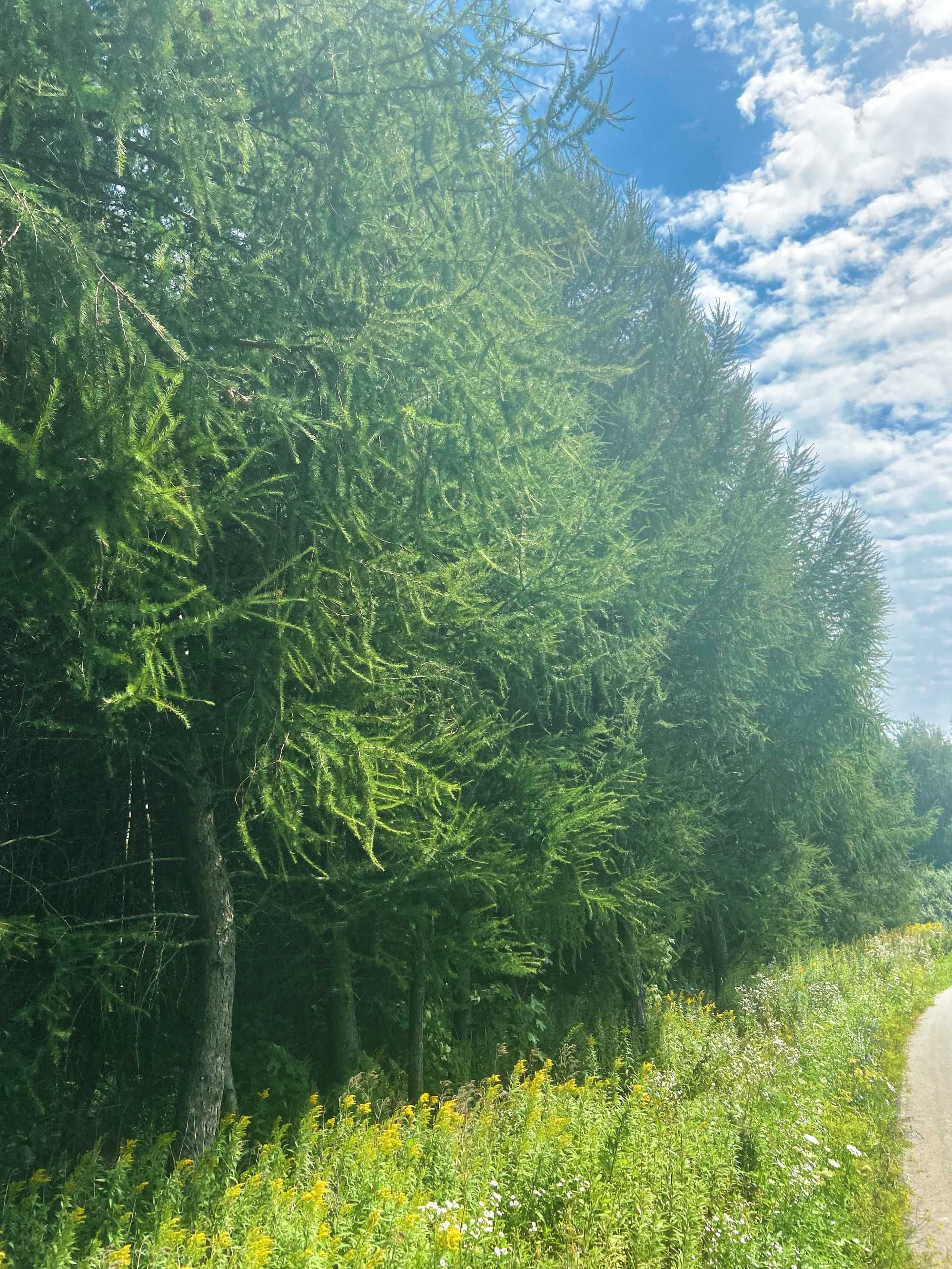 Działka leśna o pow.1,65 ha Hucisko Jawornickie