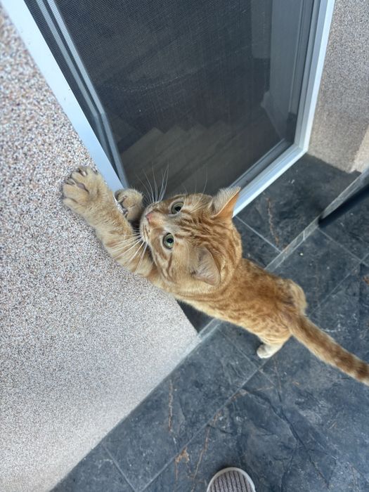 Отдам котика в хорошие руки