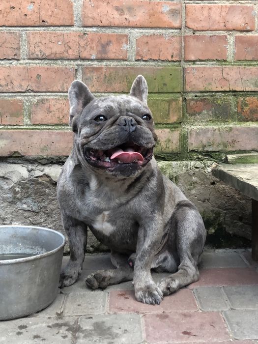 Французький бульдог для вязки