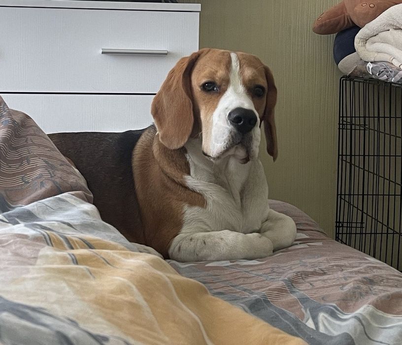 Случка/вязка чистокровный Бигль. Кабель почти 2 годика.