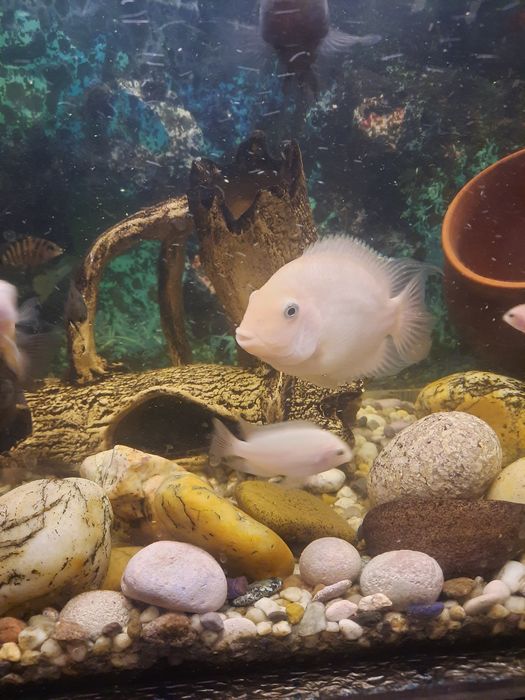 Цихлазома чернополосая (альбинос)