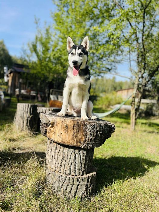 Czarno-biały wyjątkowy MIKI Siberian Husky rodowód