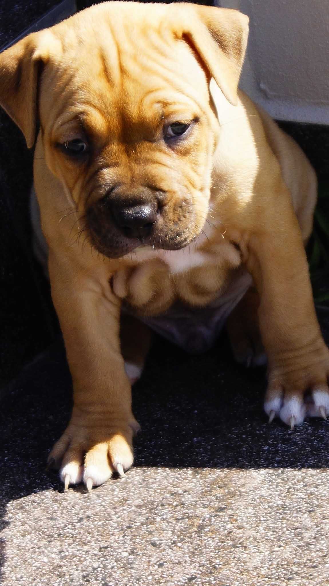 Everest plowy samiec Amstaff FCI, American Staffordshire Terrier
