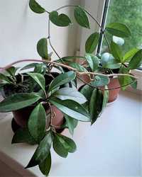 Хойя, хоя (Hoya carnosa), лиана, декоративно-лиственные