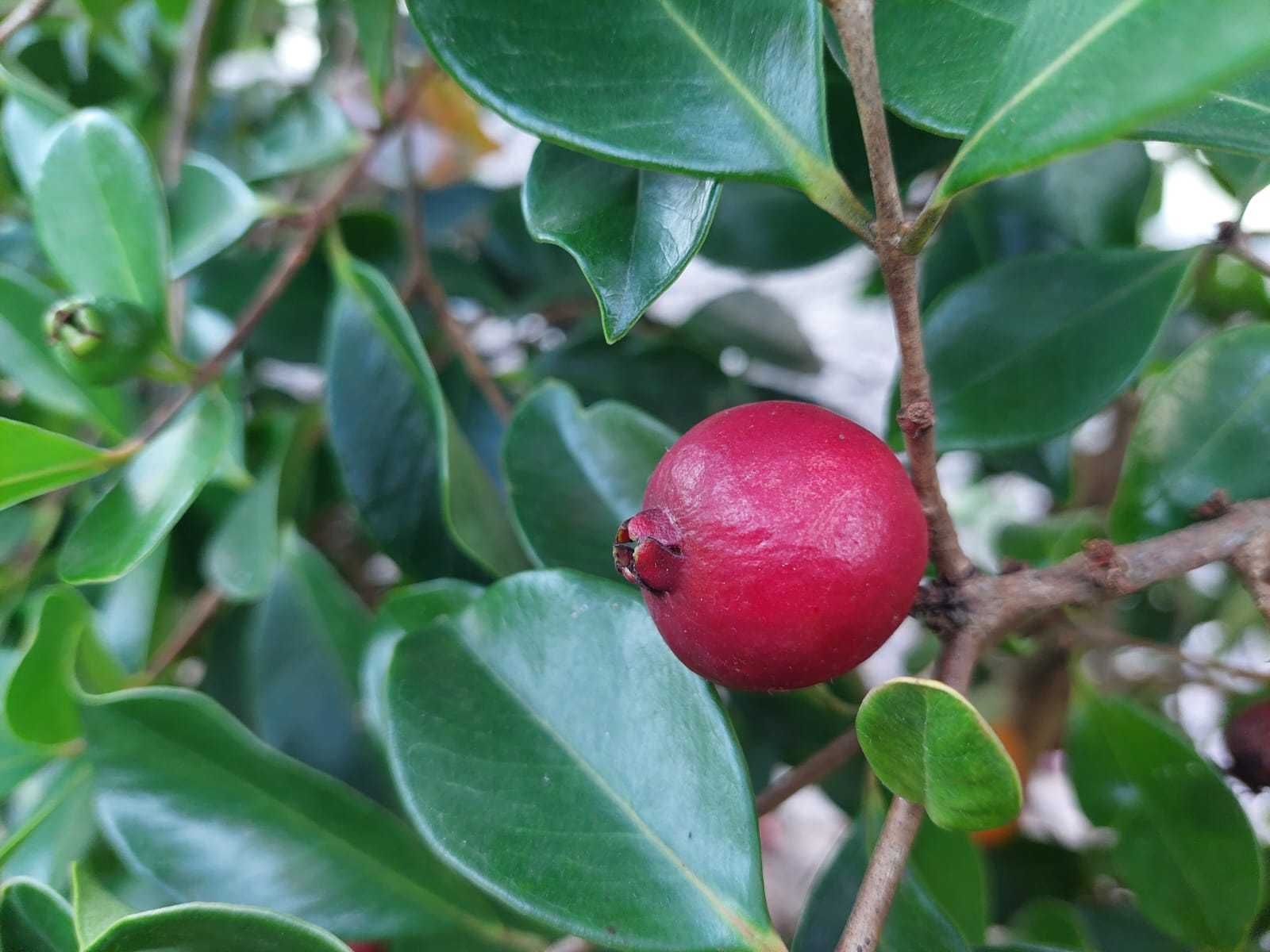 Araça Vermelho Mata Atlântica - Psidium cattleianum var. purpureum