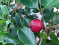 Araça Vermelho Mata Atlântica - Psidium cattleianum var. purpureum