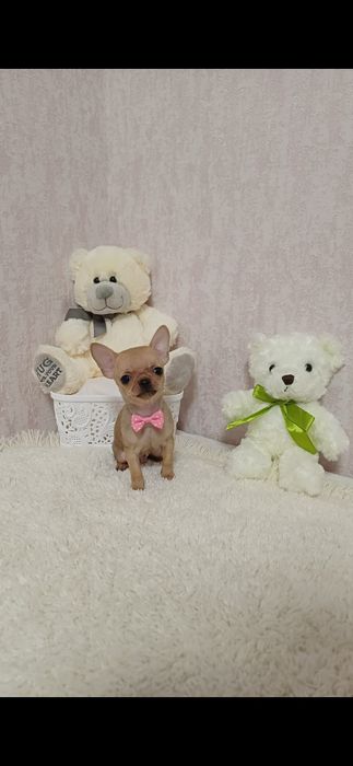 Супер міні хлопчик чихуахуа