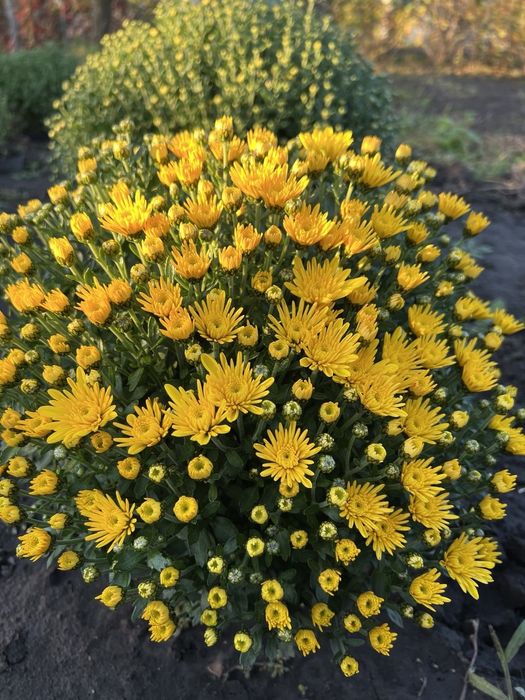 Хризантема мультифлора