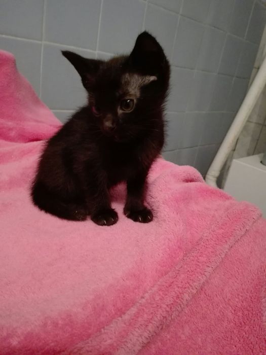 Бурманские котята (бурма)