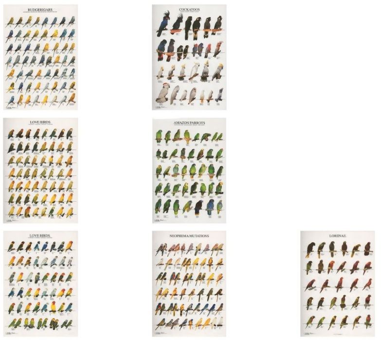 Cartaz poster de aves, passaros, nomes em varias linguas, mutações