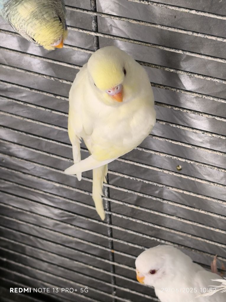 Periquitos Australianos