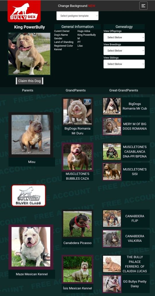 American Bully Pocket Montas