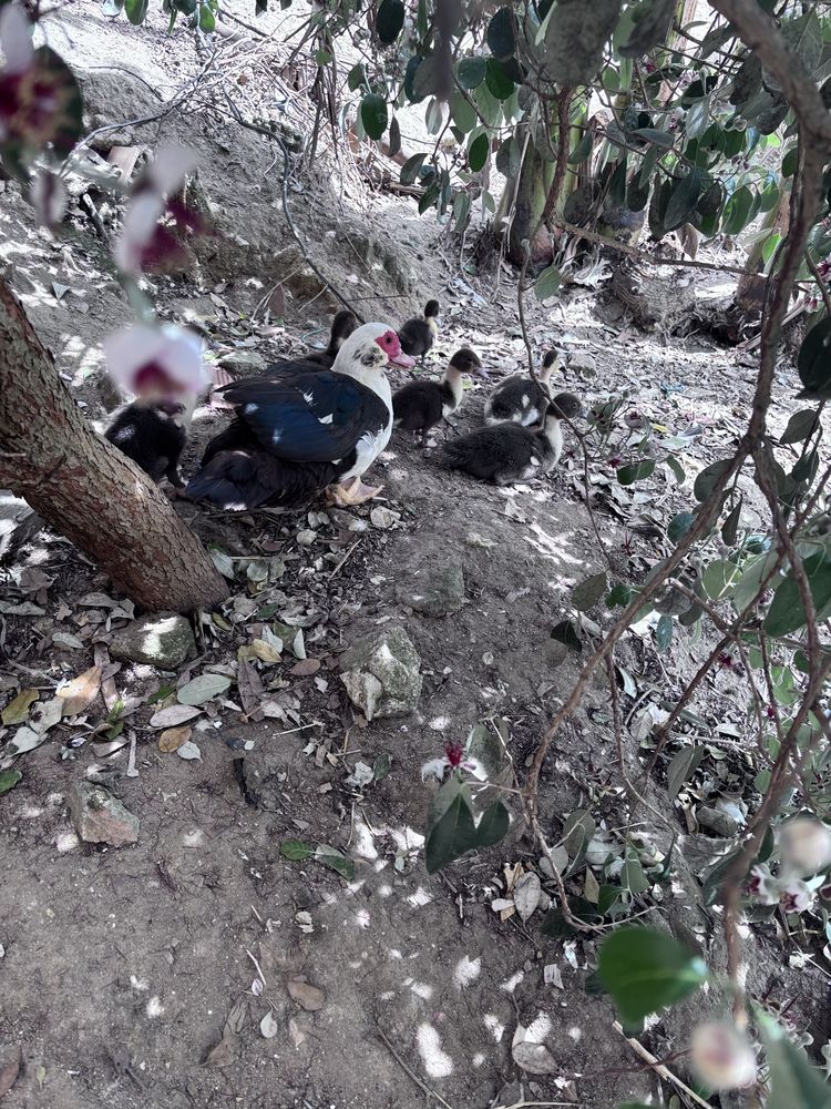 Patos  e patinhos
