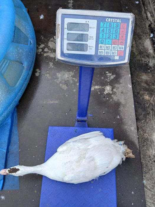 Продам індо уток