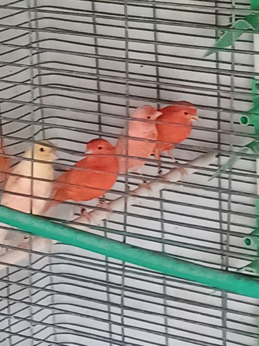 Canários vermelhos intensos e nevados para cedência.
