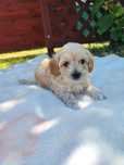 Maltipoo chłopiec F1