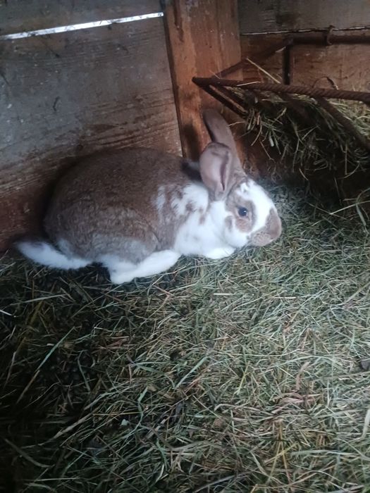 Młode króliki do chowu