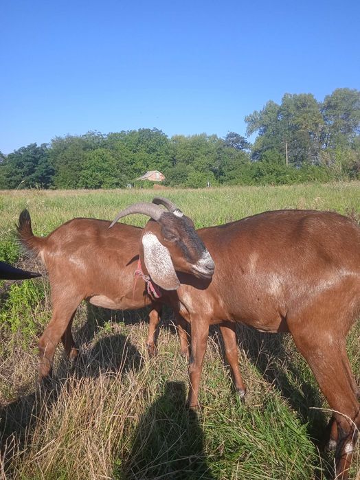 Продам кіз  50%  87.7%та 93.5  97.5% Англо Нуб підрощенних та дойних.