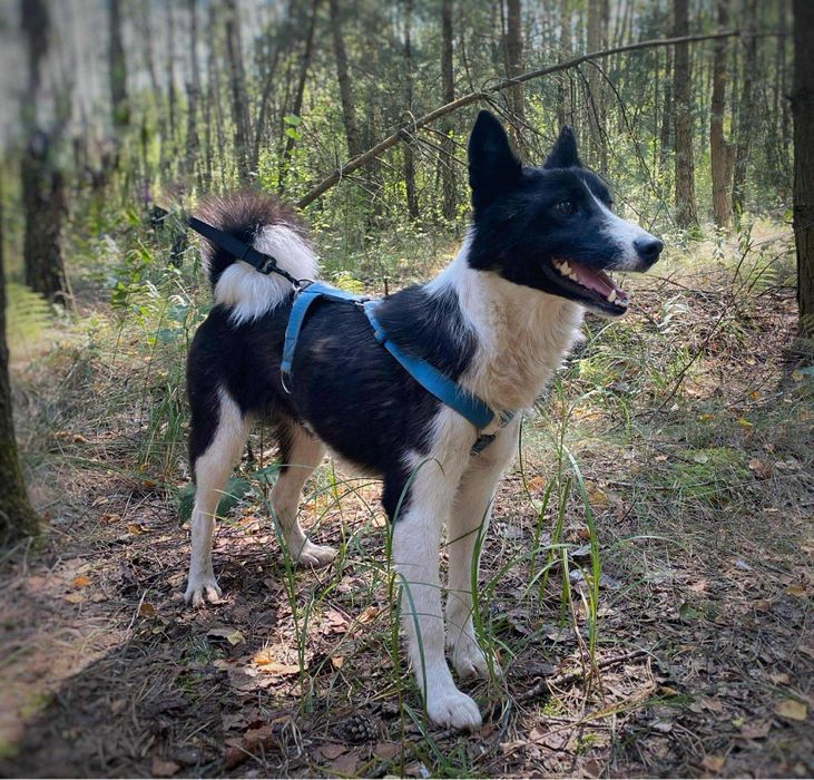 2 letnia łajka syberyjska, adopcja za darmo oddam