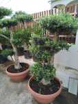 Oliveiras bonsai