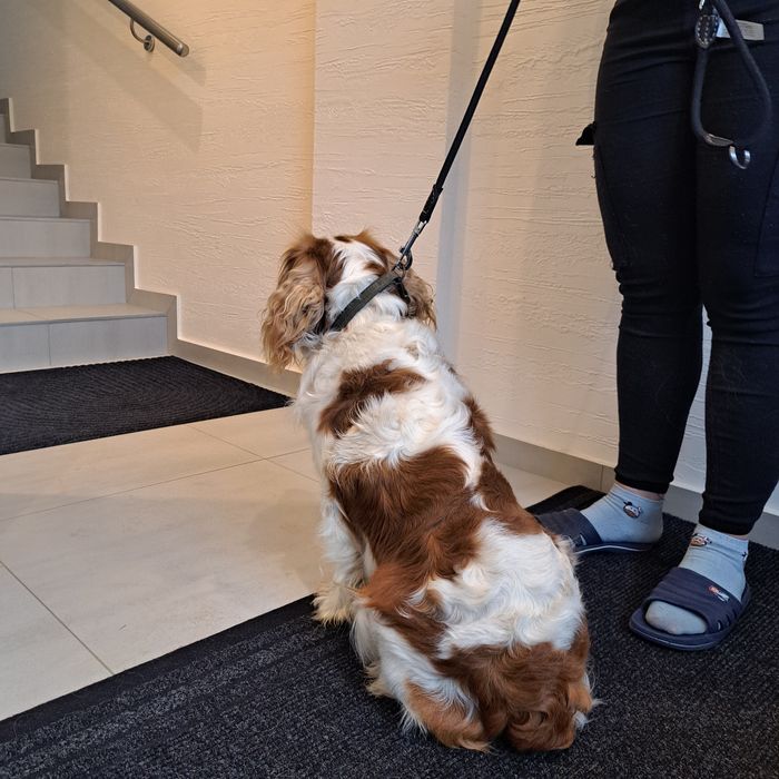 Cavalier King Charles Spaniel Pies