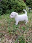 Jack Russell Terier, suczka