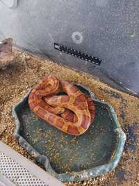 Wąż zbożowy 150cm