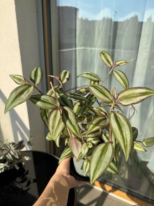 Trzykrotka, Tradeskancja  Sadzonki cytryny