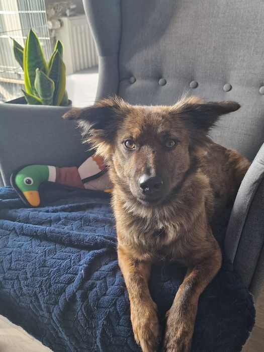 Elora, nieduża, śliczna i miła suczka do adopcji