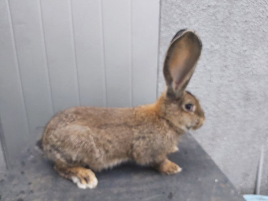 Króliki młode olbrzym belgijski samce