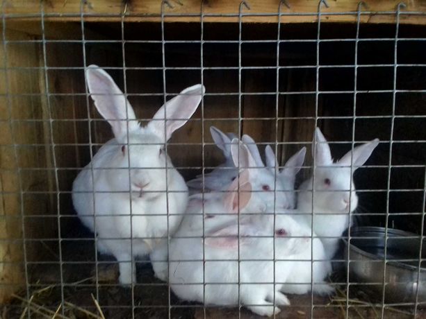 Продам кролики кролі