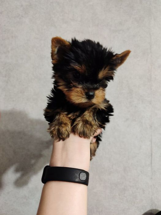 Міні і стандарт дітки йорка