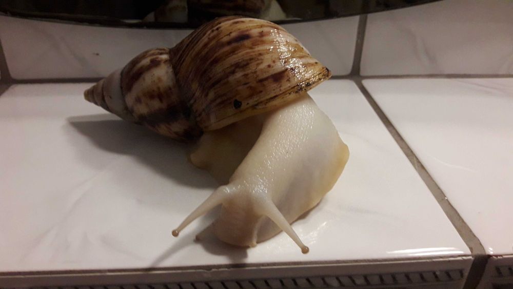 Ślimaki lissachatina reticulata albino body