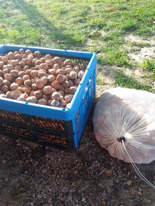 Orzechy włoskie,suszone duża ilość.