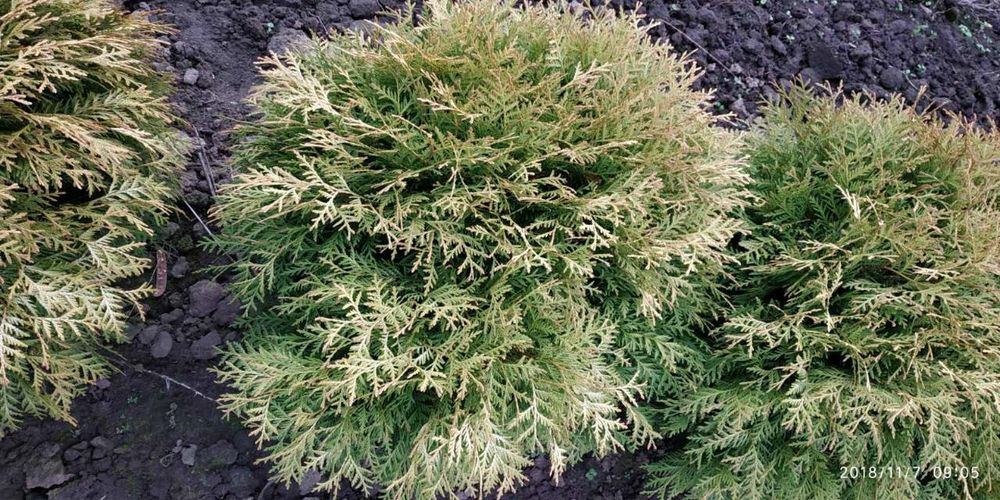 Туя Глобоза