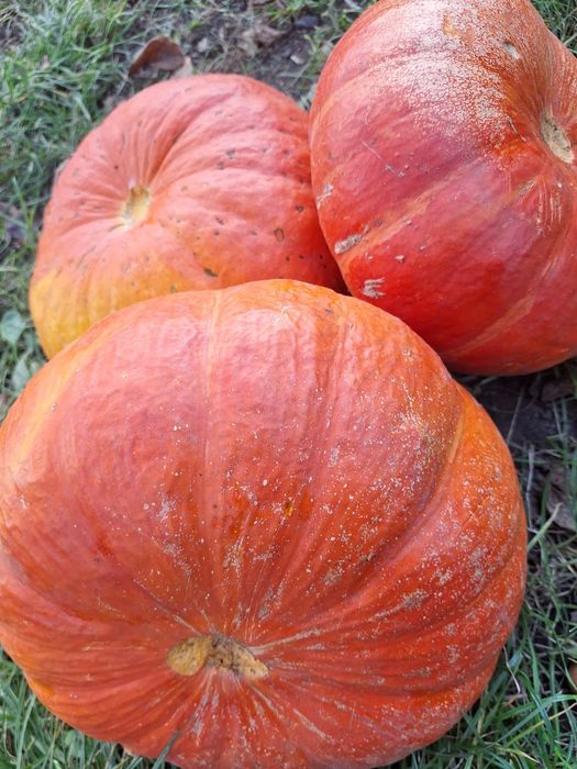 Сік яблучний натуральний Куликів Львів