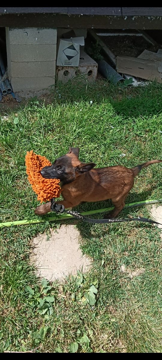 Owczarek Belgijski Malinois Piesek FCI