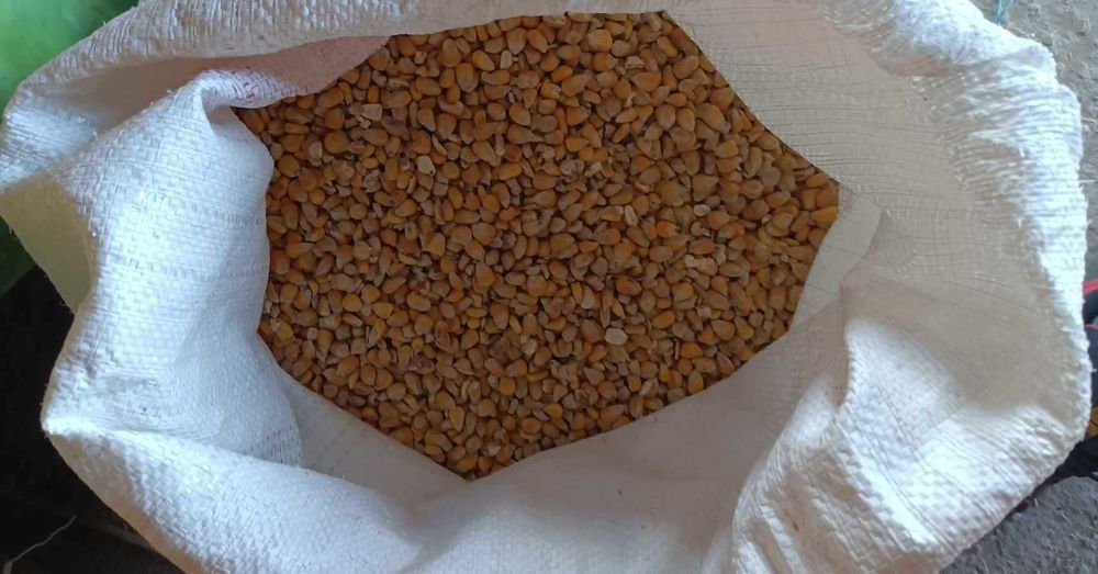 Kukurydza worki 25kg dla drobiu