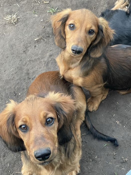Шикарнючі такси довгошерстні