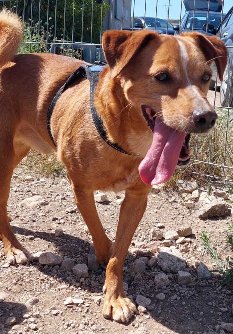Zé dos Pardais - cão médio para adoção