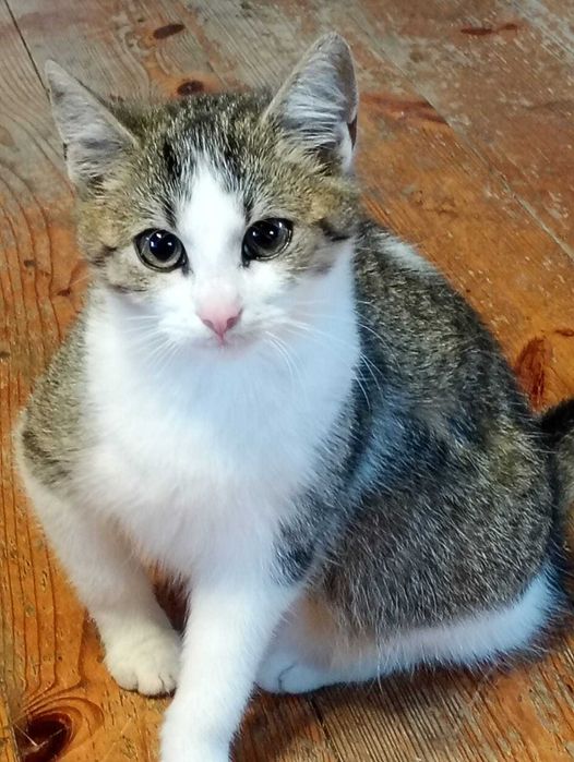 Urocze  kotki szukają domu