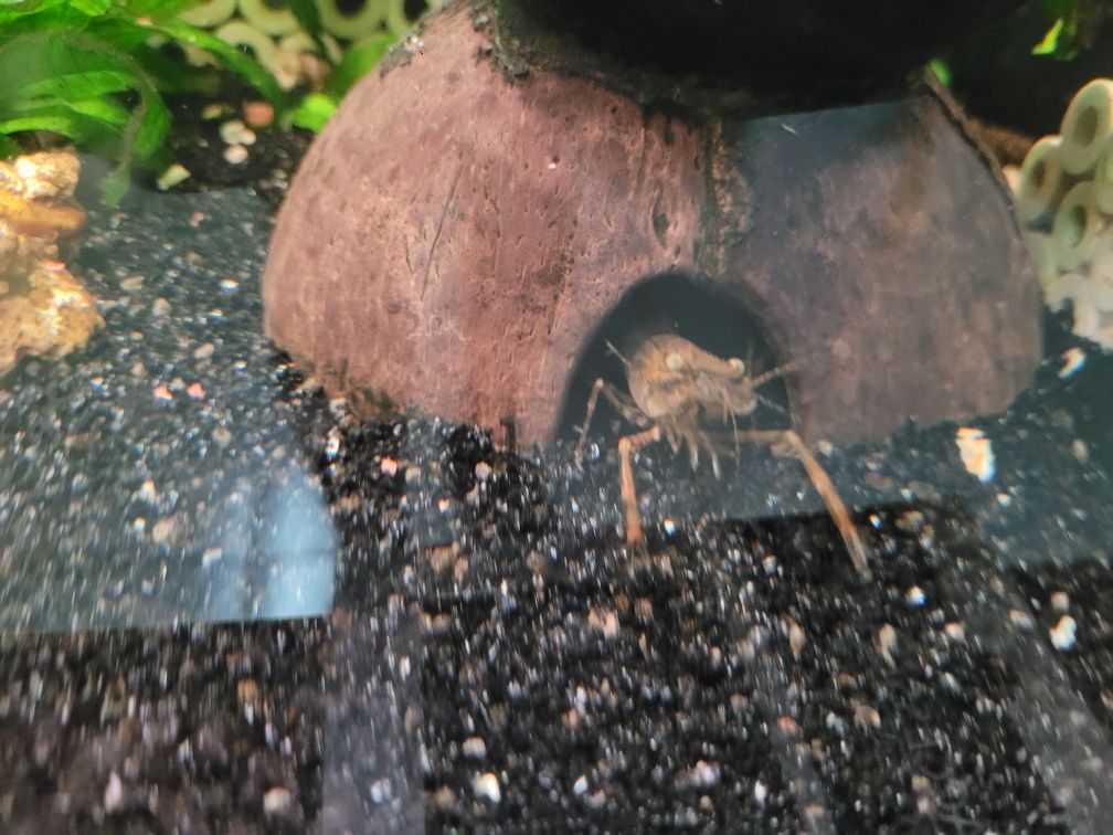 Camarao macrobrachium