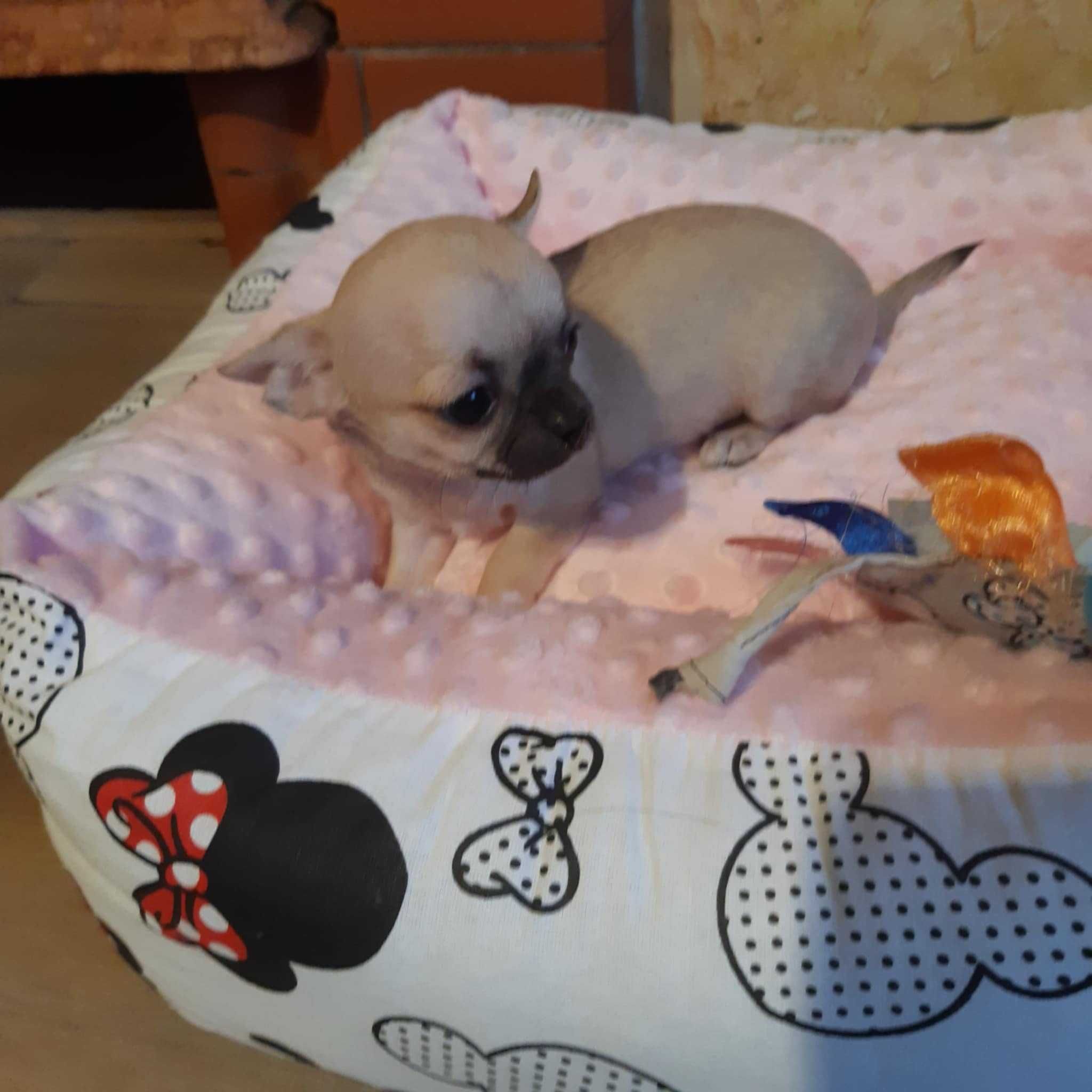 Malutka dziewczynka chihuahua. Pełen rodowód