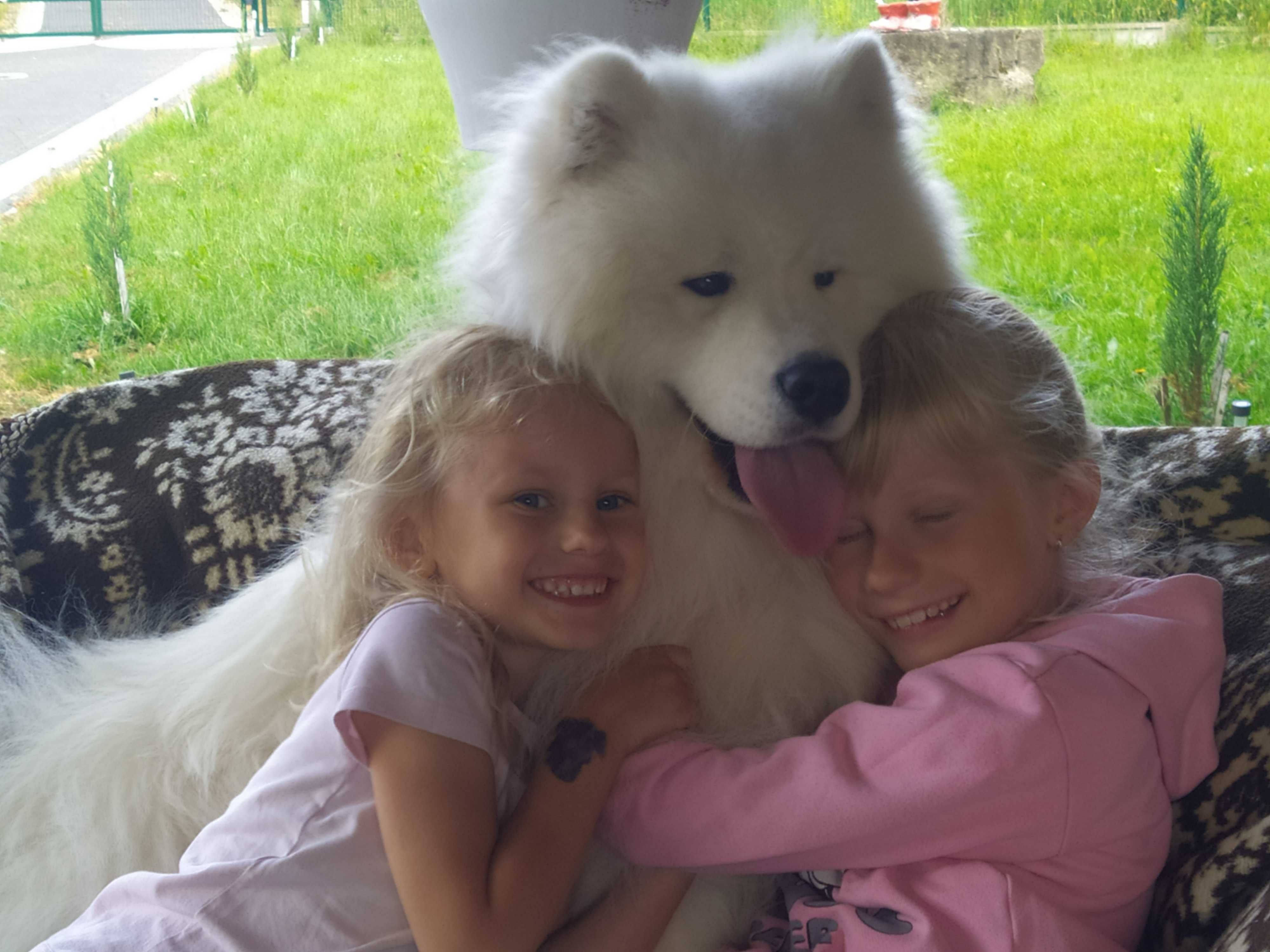 Samoyed samojed , FCI. Związek kynologiczny piesek gotowy do odbioru