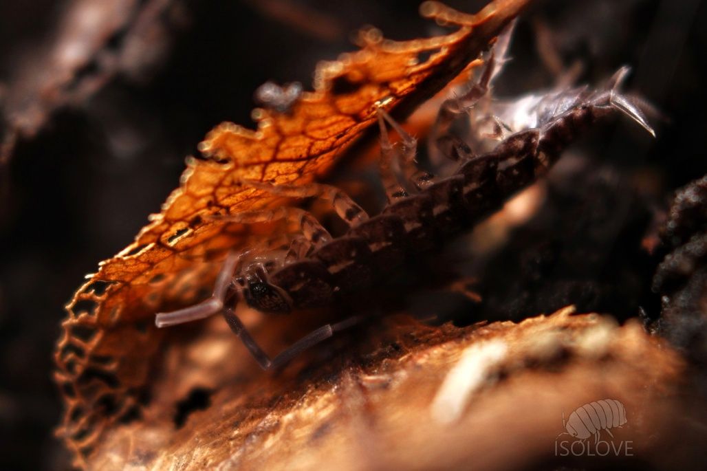 Porcellionides sexfasciatus, równonogi, isopoda, ekipa sprzątająca