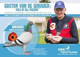 Młode Para nr 106 Gaston Van de Wouwer, Hermans gołąb gołębie pocztowe