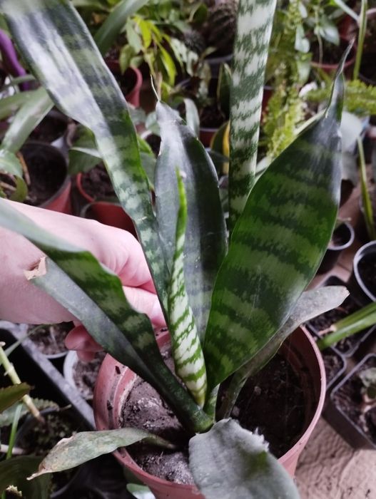 Вазони. Кімнатні.