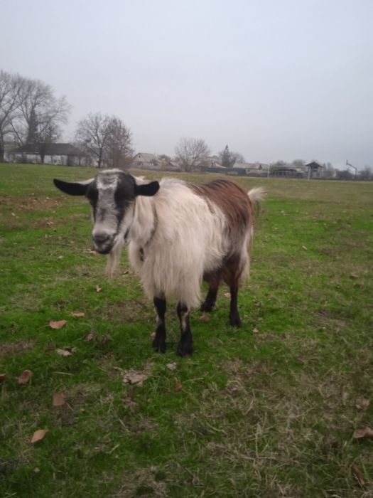 Продам котних коз