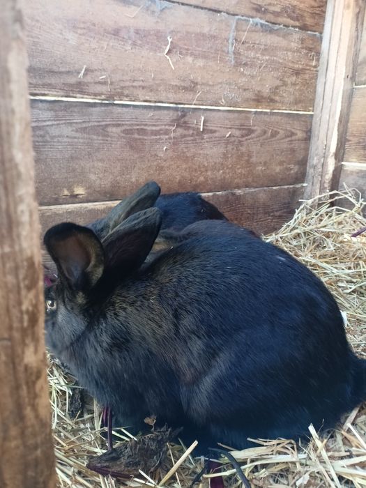 Młode Króliki mieszańce